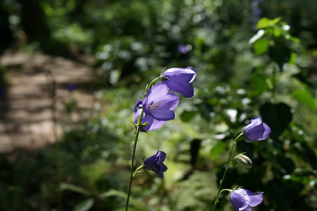 DSC01349
