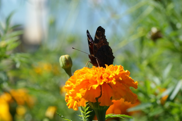 DSC04054