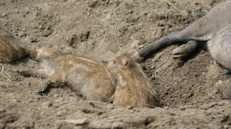 DSC02605 resize